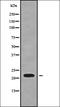 SFT2 Domain Containing 3 antibody, orb336195, Biorbyt, Western Blot image 