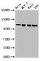 DNA replication licensing factor MCM2 antibody, CSB-PA013590LA01HU, Cusabio, Western Blot image 