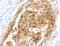Semaphorin 3D antibody, MBS2528689, MyBioSource, Immunohistochemistry frozen image 