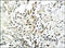 Transthyretin antibody, 250892, Abbiotec, Immunohistochemistry paraffin image 