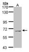Membrane Palmitoylated Protein 3 antibody, LS-C185889, Lifespan Biosciences, Western Blot image 