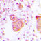 Mov10 Like RISC Complex RNA Helicase 1 antibody, LS-C354179, Lifespan Biosciences, Immunohistochemistry frozen image 