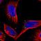 SANS antibody, NBP1-89076, Novus Biologicals, Immunofluorescence image 