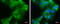 Cadherin 1 antibody, GTX629691, GeneTex, Immunocytochemistry image 
