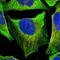 GLE1 RNA Export Mediator antibody, NBP2-47450, Novus Biologicals, Immunofluorescence image 