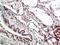 Glia Maturation Factor Gamma antibody, A12403, Boster Biological Technology, Immunohistochemistry frozen image 