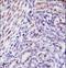 Homeobox D10 antibody, LS-B14549, Lifespan Biosciences, Immunohistochemistry frozen image 