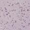 Transmembrane 4 L Six Family Member 20 antibody, PA5-64095, Invitrogen Antibodies, Immunohistochemistry frozen image 