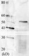 Regulatory protein SWI6 antibody, 63-102, BioAcademia Inc, Western Blot image 