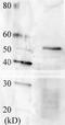 Regulatory protein SWI6 antibody, 63-102, BioAcademia Inc, Western Blot image 