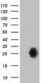 Zinc Finger AN1-Type Containing 2B antibody, LS-C172603, Lifespan Biosciences, Western Blot image 