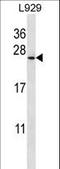 Coatomer Protein Complex Subunit Zeta 1 antibody, LS-C159394, Lifespan Biosciences, Western Blot image 