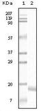 Synuclein Alpha antibody, MA5-15290, Invitrogen Antibodies, Western Blot image 