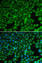 N-Myc Downstream Regulated 1 antibody, 18-529, ProSci, Immunofluorescence image 