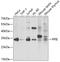 Peptidylprolyl Isomerase E antibody, 22-668, ProSci, Western Blot image 