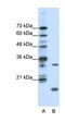 MYC Associated Factor X antibody, orb329964, Biorbyt, Western Blot image 
