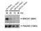 BRCA1 DNA Repair Associated antibody, MA1-23164, Invitrogen Antibodies, Western Blot image 