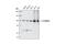 Catenin Alpha 1 antibody, 3240S, Cell Signaling Technology, Western Blot image 