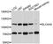 Electrogenic sodium bicarbonate cotransporter 4 antibody, PA5-76566, Invitrogen Antibodies, Western Blot image 