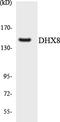 DEAH-Box Helicase 8 antibody, LS-C291878, Lifespan Biosciences, Western Blot image 