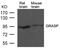 GRIP1 Associated Protein 1 antibody, 79-659, ProSci, Western Blot image 