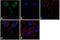 Cyclin Dependent Kinase 6 antibody, LF-MA0155, Invitrogen Antibodies, Immunofluorescence image 