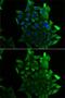 Sep (O-Phosphoserine) TRNA:Sec (Selenocysteine) TRNA Synthase antibody, GTX65825, GeneTex, Immunocytochemistry image 