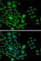 Activating Transcription Factor 2 antibody, 18-540, ProSci, Immunofluorescence image 