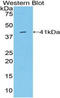 BGP antibody, LS-C298825, Lifespan Biosciences, Western Blot image 