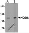 NLR Family Member X1 antibody, 5953, ProSci, Western Blot image 