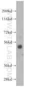 Polypyrimidine Tract Binding Protein 3 antibody, 14027-1-AP, Proteintech Group, Western Blot image 