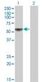 Kruppel Like Factor 12 antibody, H00011278-M01, Novus Biologicals, Western Blot image 