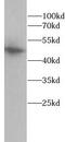 Connexin-43 antibody, FNab10703, FineTest, Western Blot image 