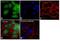 H1 Histone Family Member 0 antibody, PA5-51466, Invitrogen Antibodies, Immunofluorescence image 