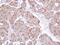 Prosaposin antibody, NBP1-33459, Novus Biologicals, Immunohistochemistry paraffin image 