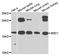 B9 Domain Containing 1 antibody, orb373890, Biorbyt, Western Blot image 