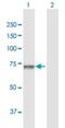 Glyceronephosphate O-Acyltransferase antibody, H00008443-D01P, Novus Biologicals, Western Blot image 