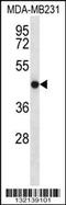 Transmembrane Protein 43 antibody, 56-541, ProSci, Western Blot image 