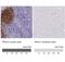 Paired Box 5 antibody, NBP2-38790, Novus Biologicals, Immunohistochemistry frozen image 