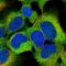 3-Phosphoinositide Dependent Protein Kinase 1 antibody, NBP2-48631, Novus Biologicals, Immunocytochemistry image 