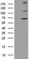Zinc Finger Imprinted 2 antibody, MA5-25331, Invitrogen Antibodies, Western Blot image 
