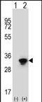 ELAV-like protein 1 antibody, A00736, Boster Biological Technology, Western Blot image 