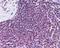 Hydroxycarboxylic Acid Receptor 3 antibody, PA1-41622, Invitrogen Antibodies, Immunohistochemistry frozen image 
