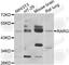 Retinoic Acid Receptor Gamma antibody, A7448, ABclonal Technology, Western Blot image 