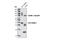 Small Ubiquitin Like Modifier 1 antibody, 4940S, Cell Signaling Technology, Western Blot image 