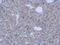 FCH Domain Only 1 antibody, PA5-31669, Invitrogen Antibodies, Immunohistochemistry frozen image 