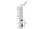 Insulin Like Growth Factor 2 antibody, GTX100453, GeneTex, Western Blot image 
