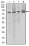 Cadherin 5 antibody, MA5-17050, Invitrogen Antibodies, Western Blot image 