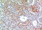 Dipeptidyl Peptidase 4 antibody, STJ97660, St John