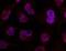 Histone Deacetylase 4 antibody, 79-557, ProSci, Immunofluorescence image 